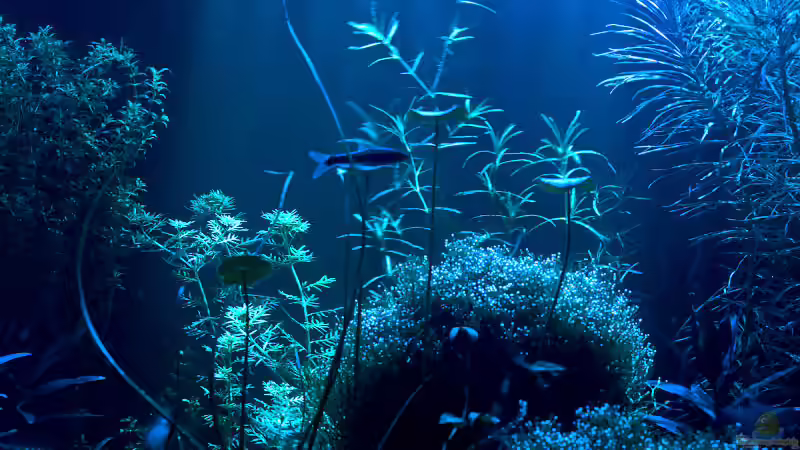 Aquarium Becken 6659 von Jörn Guntermann (5)