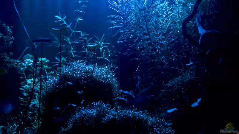 Aquarium Becken 6659 von Jörn Guntermann (6)