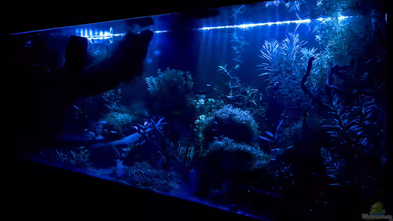 Aquarium Becken 6659 von Jörn Guntermann (7)