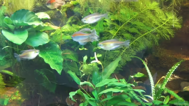 Aquarium Becken 6667 von Gerhard Farnbacher (2)