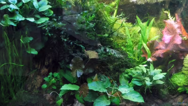 Aquarium Becken 6667 von Gerhard Farnbacher (3)