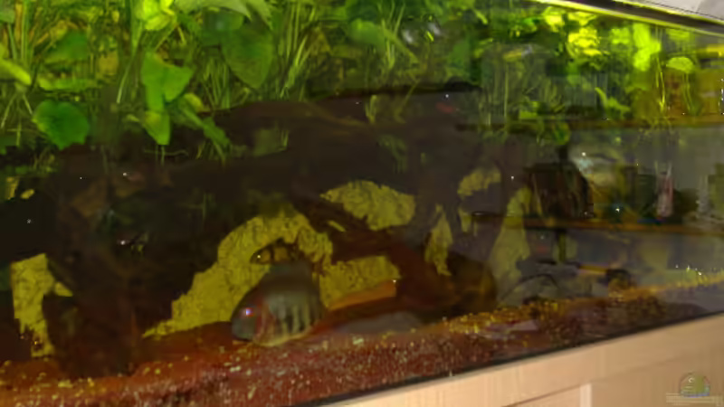 Aquarium Becken 6682 von Rüdiger Schäbe (2)