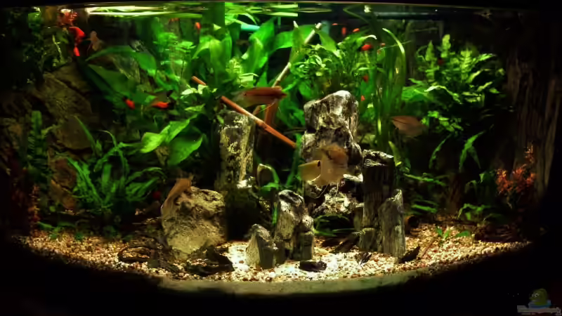 Aquarium Becken 6695 von kaulquappe (2)