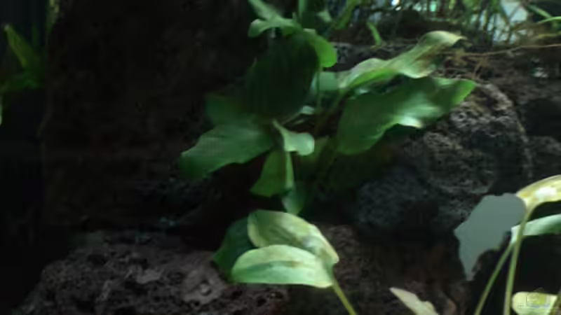 Aquarium Becken 6698 von Matthias Huber (2)