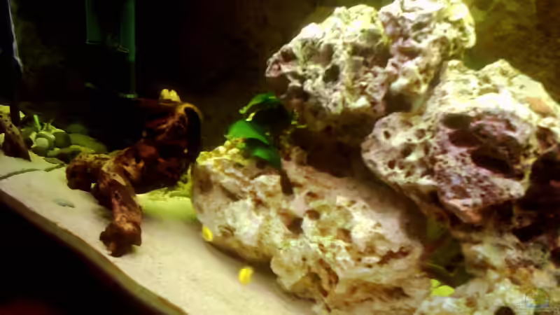 Aquarium Becken 671 von Thomas Neuhaus (2)