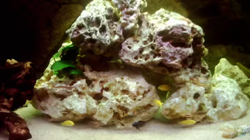 Aquarium Becken 671 von Thomas Neuhaus (3)