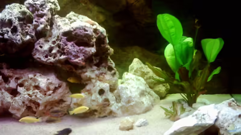 Aquarium Becken 671 von Thomas Neuhaus (4)