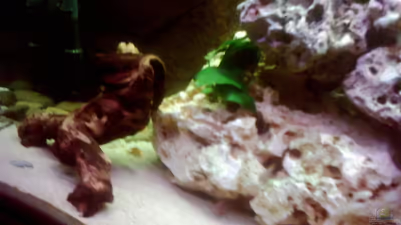 Aquarium Becken 671 von Thomas Neuhaus (5)