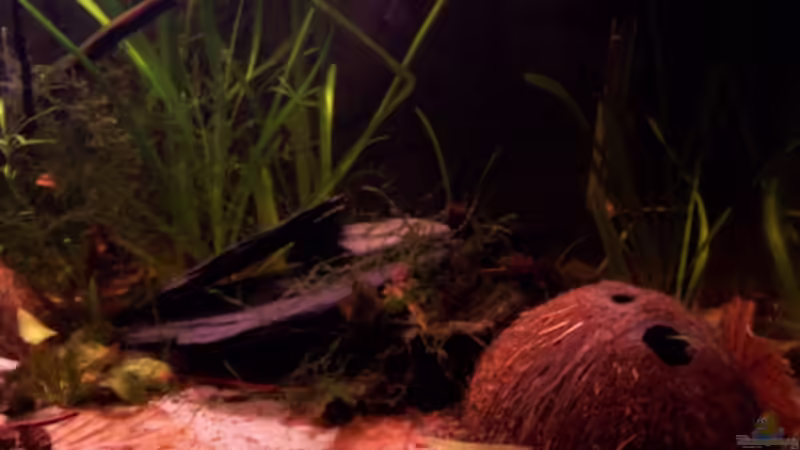 Aquarium Becken 6718 von Markus Dinter (2)