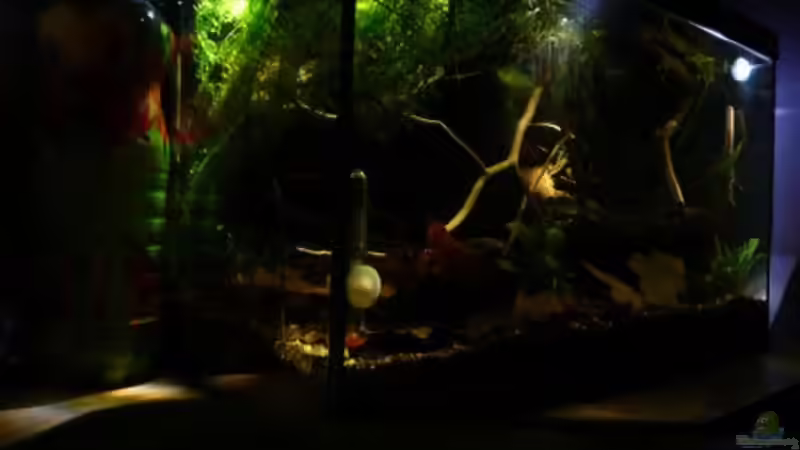 Aquarium Becken 6719 von Tadeus72 (2)