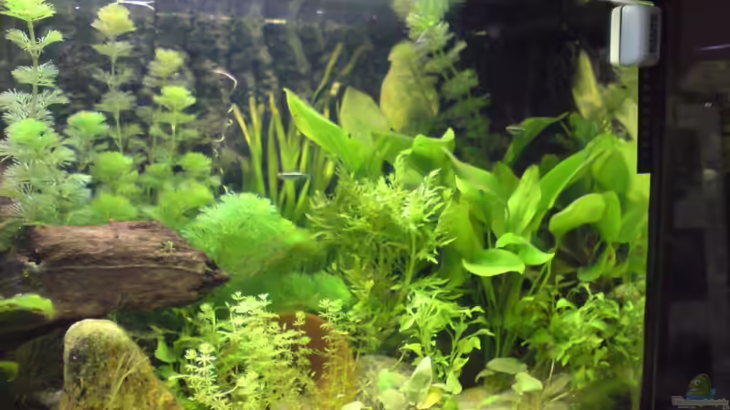 Aquarium Becken 6745 von flip (2)