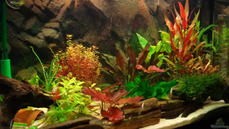 Aquarium Becken 6763 von Mojo S. (2)