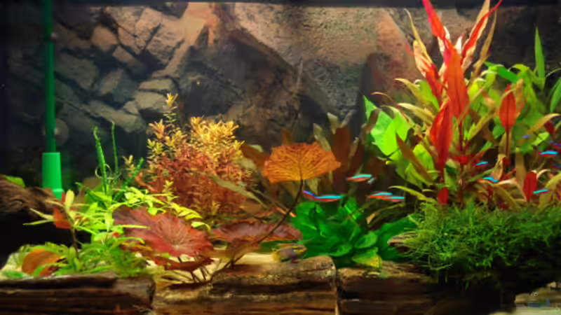 Aquarium Becken 6763 von Mojo S. (4)