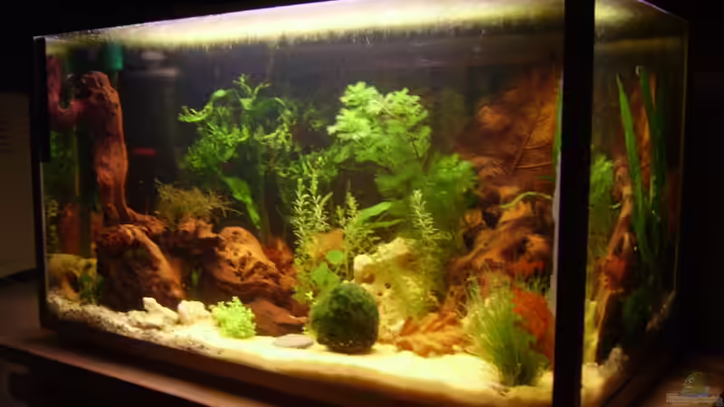 Aquarium Becken 6766 von Sandra Stoffels (2)