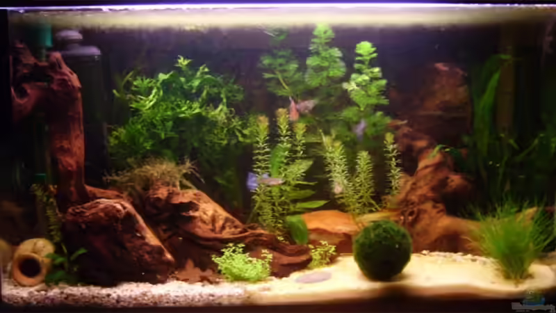 Aquarium Becken 6766 von Sandra Stoffels (6)