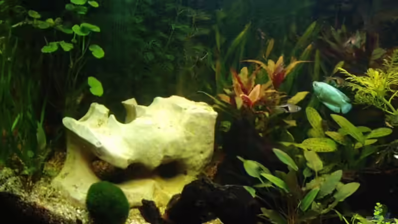 Aquarium Becken 6788 von Kathrin Schmidt (2)