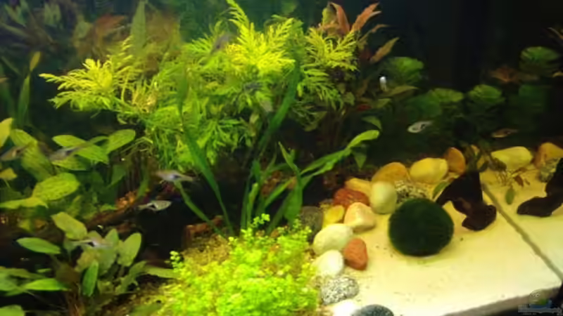 Aquarium Becken 6788 von Kathrin Schmidt (3)