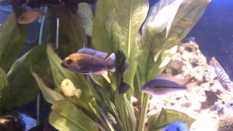 Aquarium Becken 679 von Michael Meyer (5)