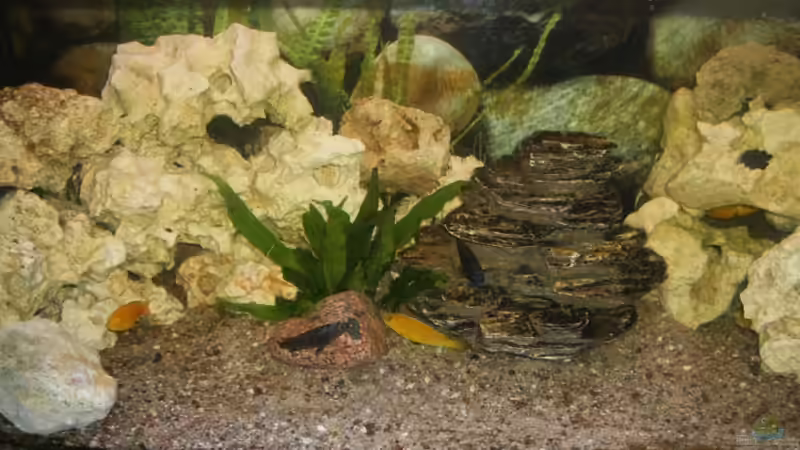 Aquarium Becken 6797 von malawiwolf (3)