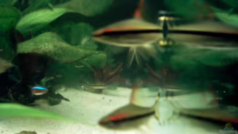 Aquarium Becken 6803 von David Düsel (2)