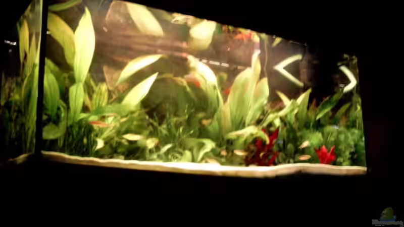 Aquarium Becken 6803 von David Düsel (3)
