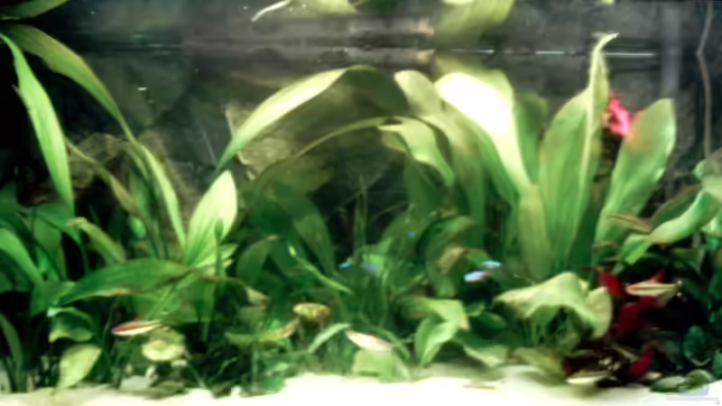 Aquarium Becken 6803 von David Düsel (4)