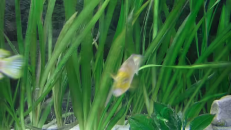 Aquarium Becken 6807 von Florian Glaser (3)