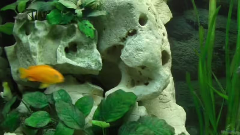 Aquarium Becken 6807 von Florian Glaser (4)