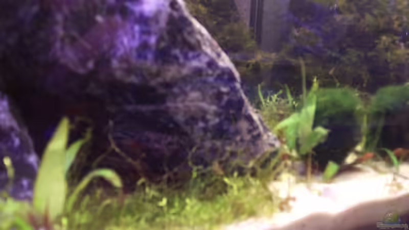 Aquarium Becken 6814 von Jonas Müller2 (3)