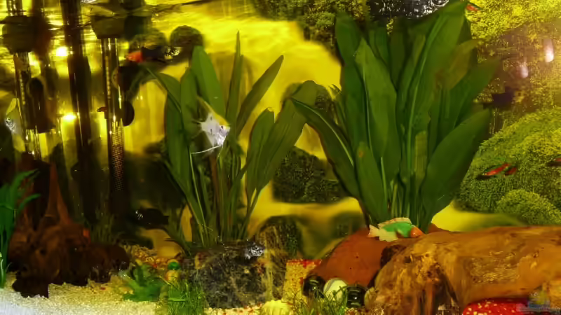 Aquarium Becken 6818 von Jonas Straßner (2)