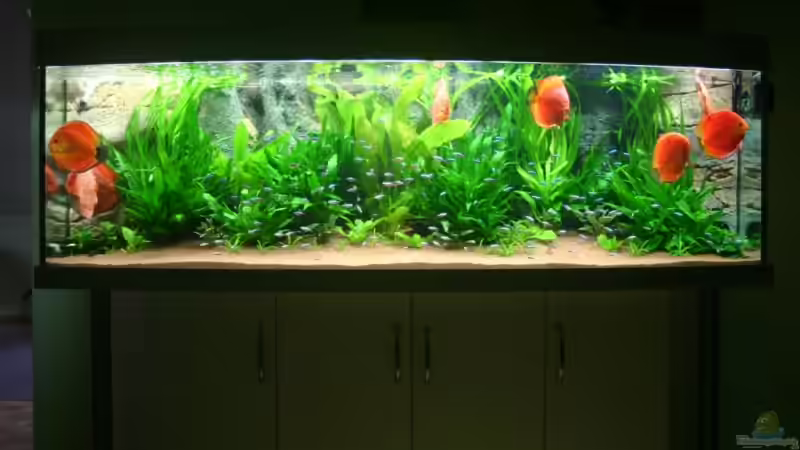 Aquarium Becken 6860 von Gerd Gerok (5)