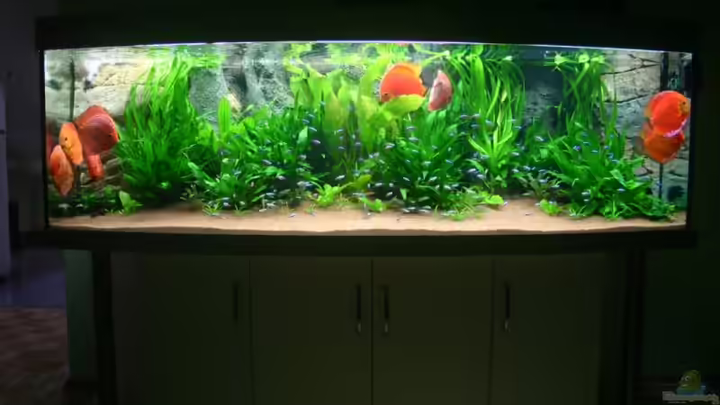Aquarium Becken 6860 von Gerd Gerok (6)