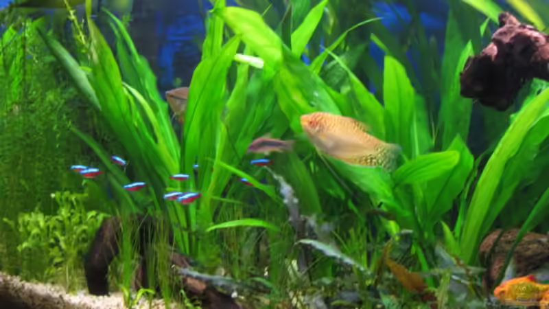 Aquarium Becken 6867 von Uwe Pilger (2)