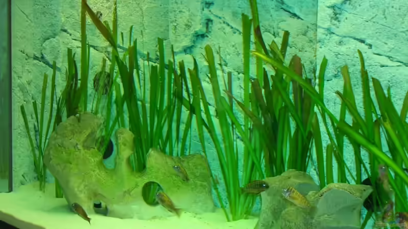 Aquarium Becken 6888 von Oliver Hofherr (2)