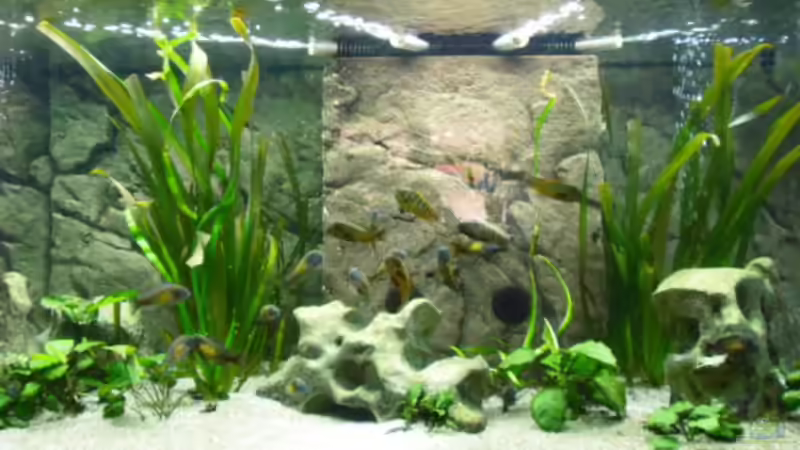 Aquarium Becken 6888 von Oliver Hofherr (4)