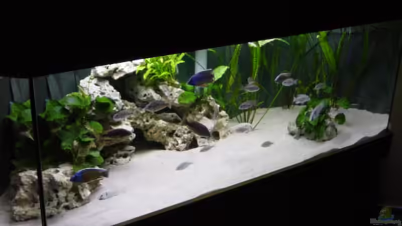 Aquarium Becken 692 von Limited (2)