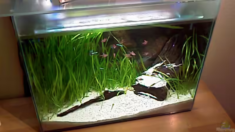 Aquarium Becken 6929 von Sören Blum (2)