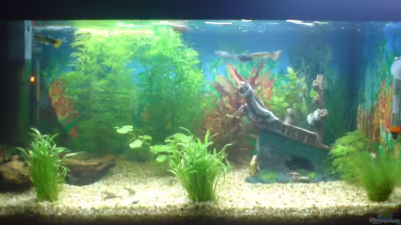 Aquarium Becken 6951 von Marko Petrovic (2)