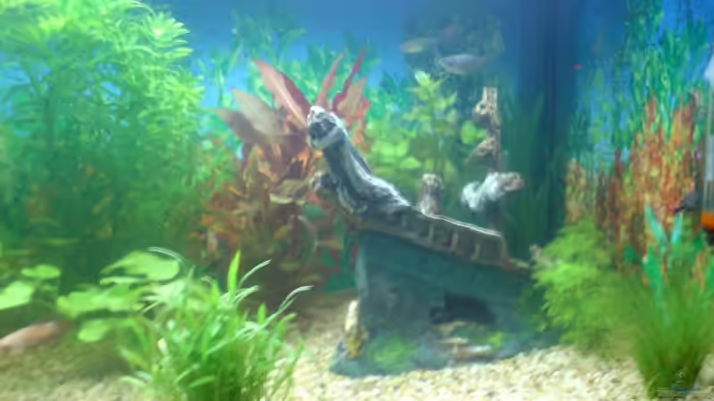 Aquarium Becken 6951 von Marko Petrovic (3)