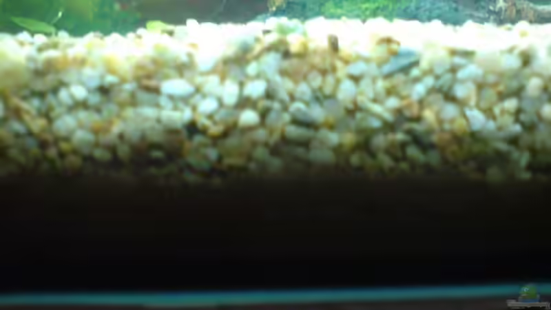 Aquarium Becken 6951 von Marko Petrovic (4)