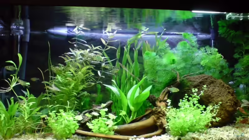 Aquarium Becken 6960 von Rico (3)