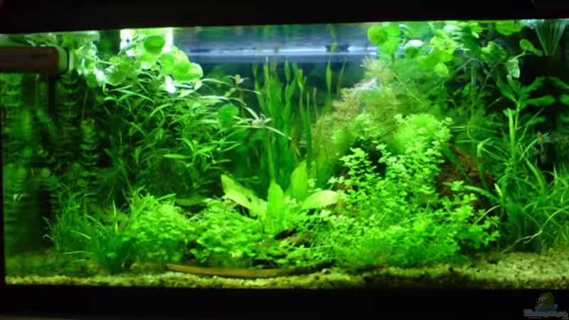 Aquarium Becken 6960 von Rico (4)