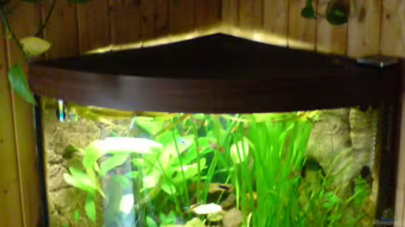 Aquarium Becken 6962 von Sebastian Jänsch (2)