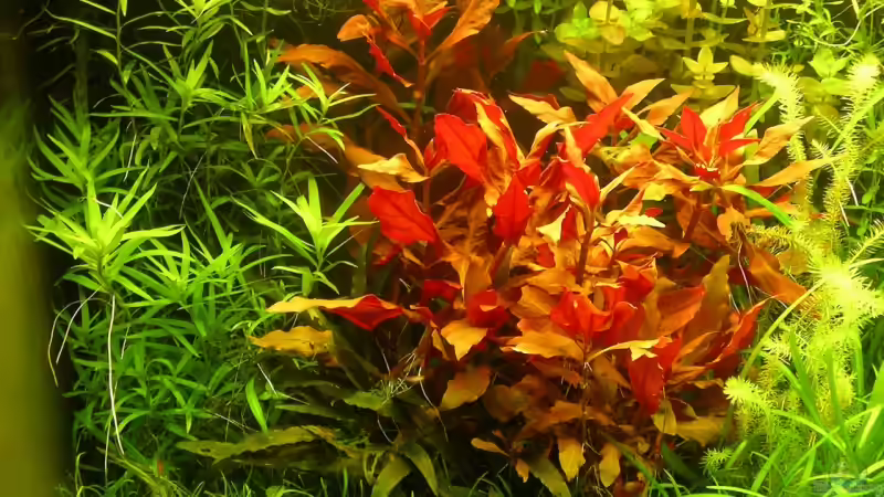 Aquarium Becken 6963 von Stinnes (2)