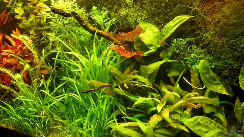 Aquarium Becken 6963 von Stinnes (3)