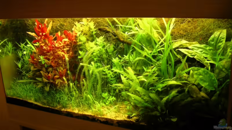 Aquarium Becken 6963 von Stinnes (4)