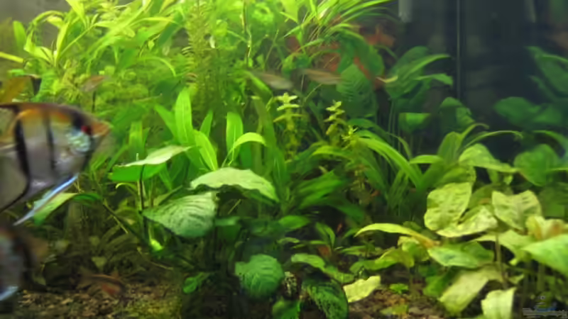 Aquarium Becken 6965 von Torsten (2)