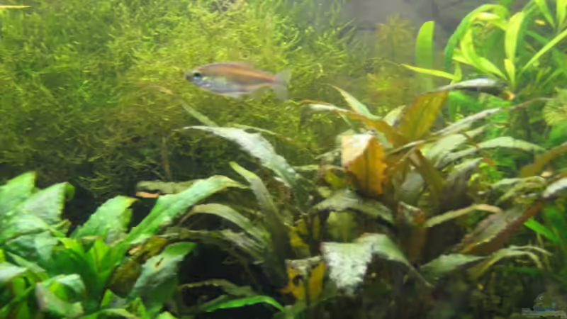 Aquarium Becken 6965 von Torsten (3)