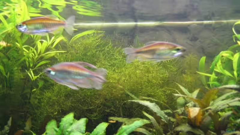 Aquarium Becken 6965 von Torsten (4)