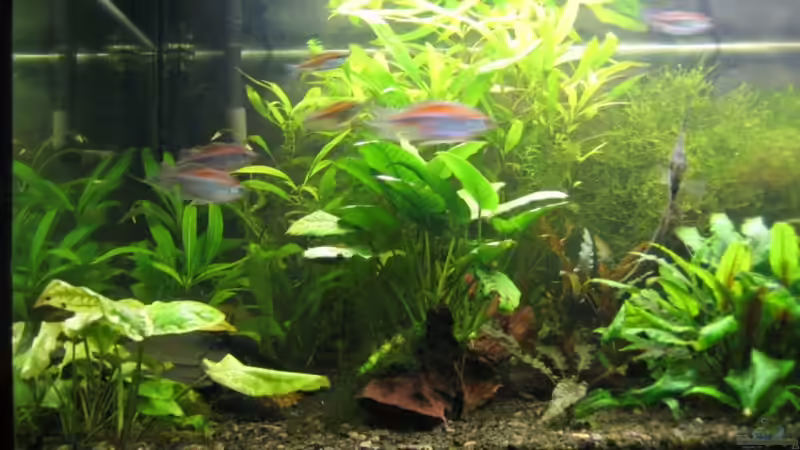 Aquarium Becken 6965 von Torsten (5)